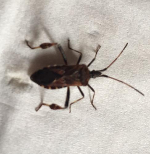 Leptoglossus occidentalis