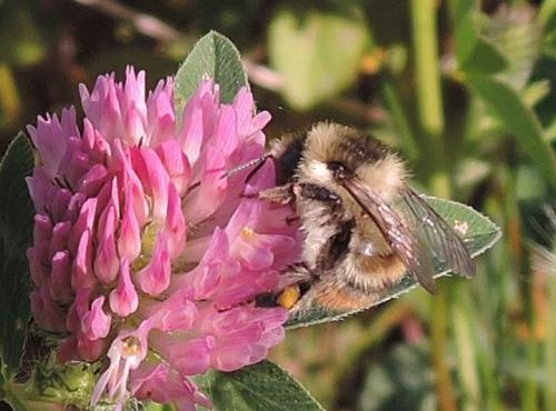 Réf. 135 071 : Bombus sylvarum