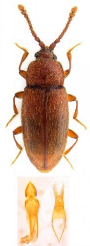 Réf. 135 006 : Caenoscelis subdeplanata