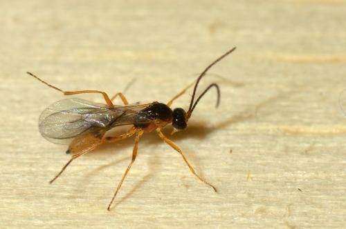 Aphidiinae