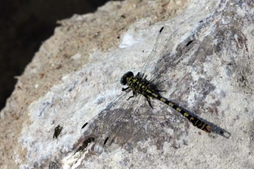 Réf. 135 056 : Onychogomphus forcipatus