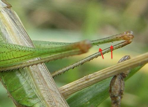 Conocephalus fuscus