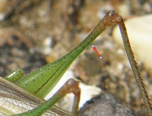 Réf. 135 231 : Conocephalus fuscus