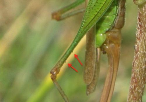 Réf. 135 232 : Conocephalus fuscus