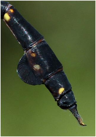 Cacoides latro