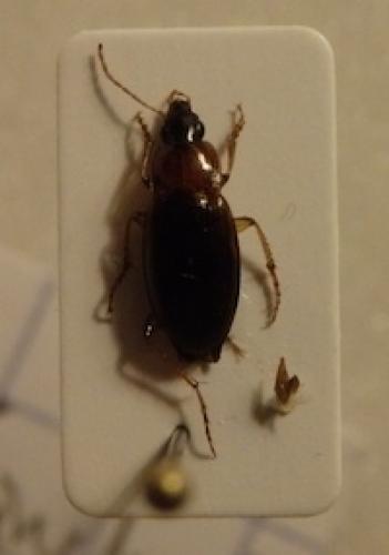 Réf. 135 198 : Calathus cinctus