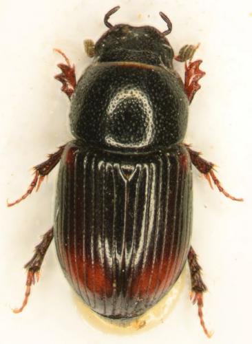 Réf. 135 764 : Phalacronothus biguttatus