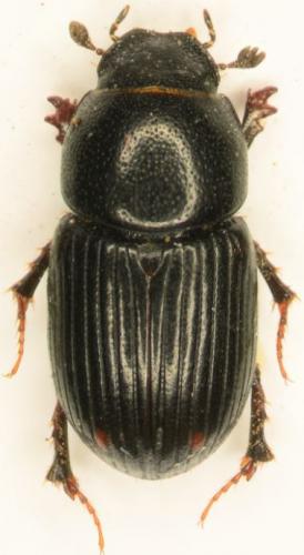 Euorodalus sp.