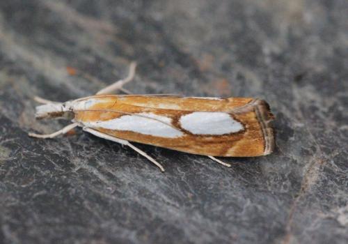 Réf. 135 335 : Catoptria pinella