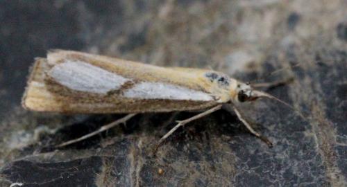Réf. 135 338 : Catoptria conchella