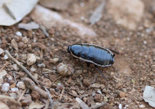 Réf. 135 178 : Loboptera decipiens