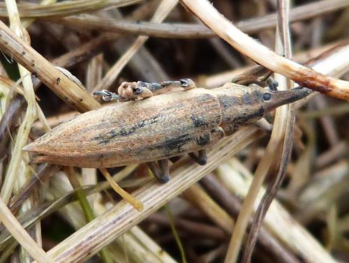 Lixus iridis