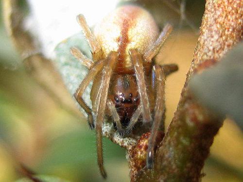 Cheiracanthium sp.
