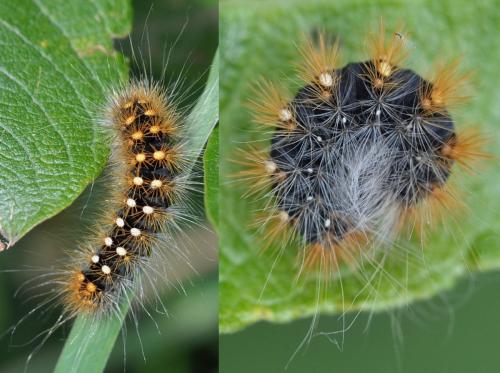 Réf. 135 984 : Acronicta auricoma