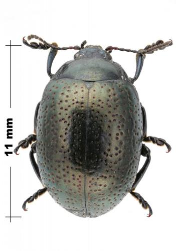 Réf. 135 397 : Chrysolina orientalis