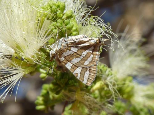 Réf. 135 203 : Cigaritis phanes