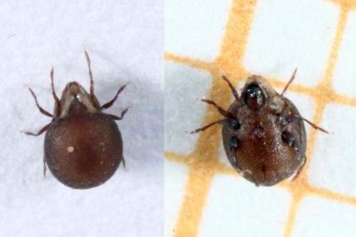 Xenillus clypeator