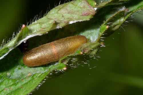 Phytodietus sp.