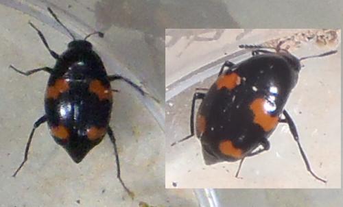 Réf. 135 301 : Scaphidium quadrimaculatum