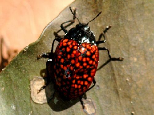 Réf. 135 810 : Erotylus sp.