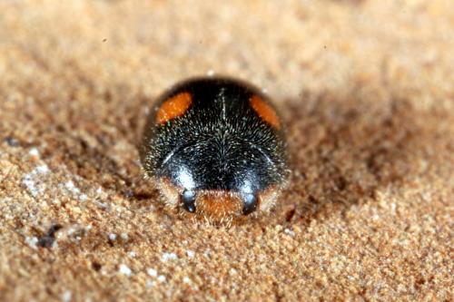 Platynaspis luteorubra