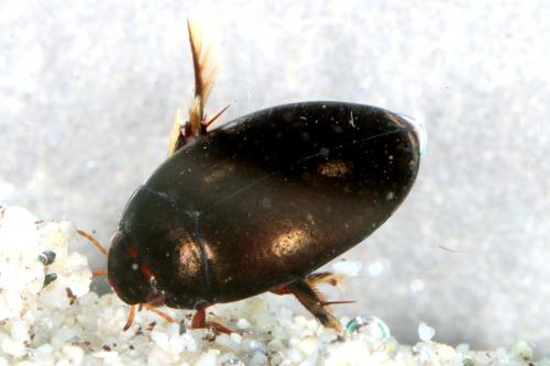 Agabus bipustulatus