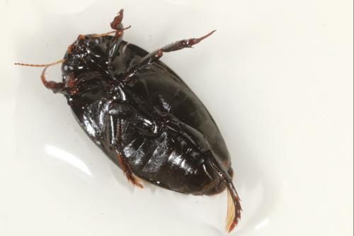 Agabus bipustulatus