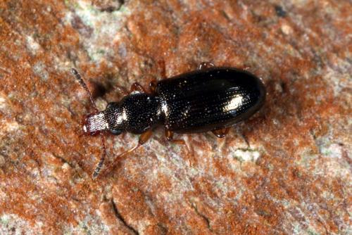 Réf. 135 734 : Salpingus planirostris