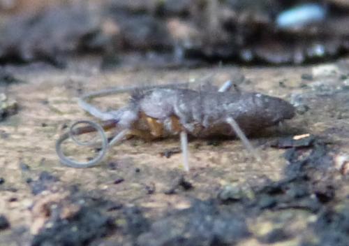 Réf. 135 523 : Pogonognathellus longicornis