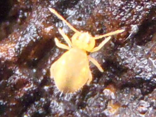 Dicyrtomina sp.