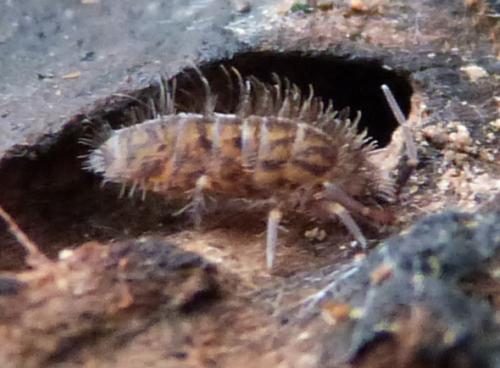 Réf. 135 522 : Orchesella villosa