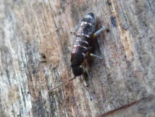 Tomocerus vulgaris