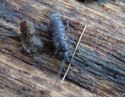 Tomocerus minor