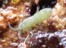 Isotoma viridis