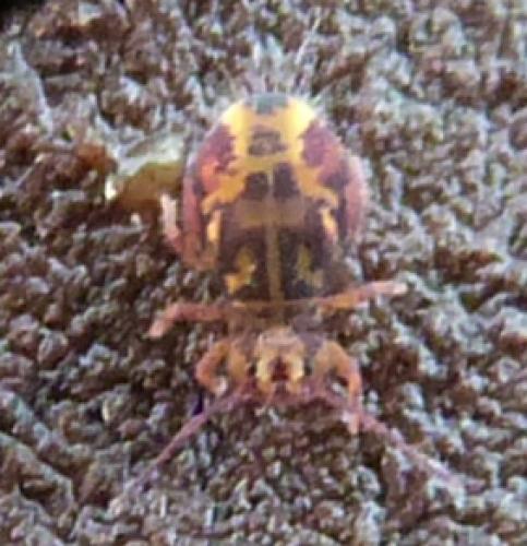 Dicyrtomina ornata