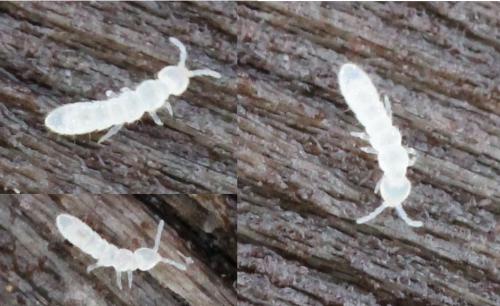 Folsomia candida