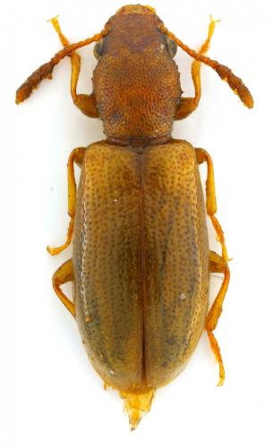 Lissodema denticolle