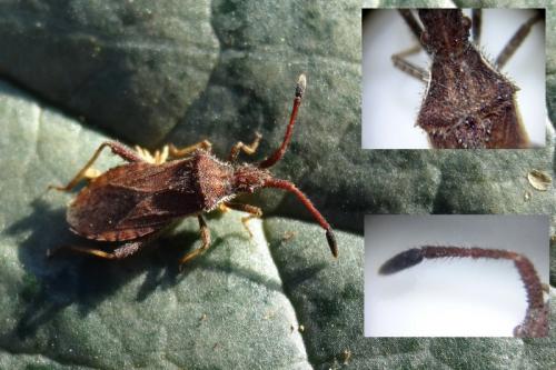 Réf. 135 599 : Coriomeris denticulatus