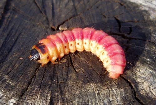 Cossus cossus