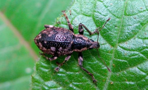 Cratopopsis sp.