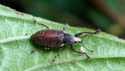Réf. 135 244 : Cratopus sp.