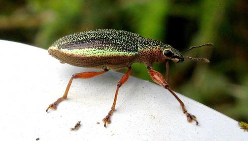 Cratopus sumptuosus