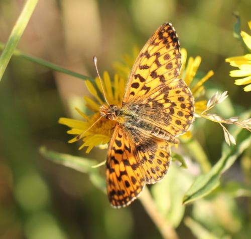 Réf. 135 174 : Boloria dia