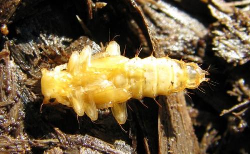 Réf. 135 282 : Cucujus cinnaberinus