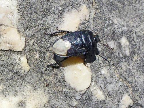 Cydnus aterrimus