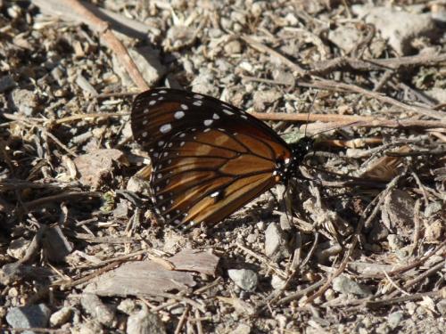 Réf. 135 828 : Danaus sp.