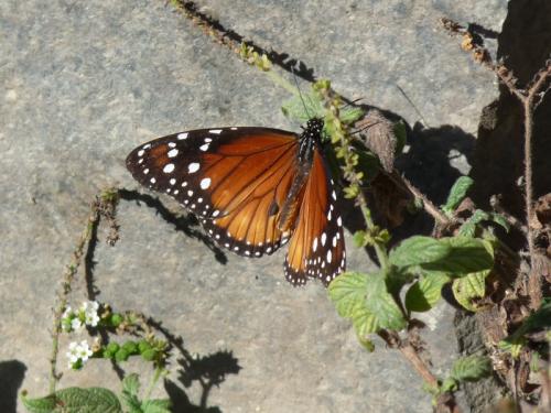 Réf. 135 829 : Danaus sp.