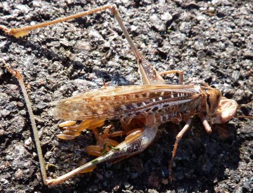 Réf. 135 044 : Decticus albifrons