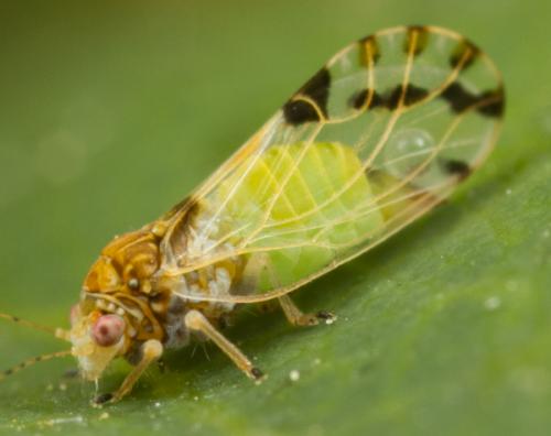 Réf. 135 518 : Cacopsylla pulchella