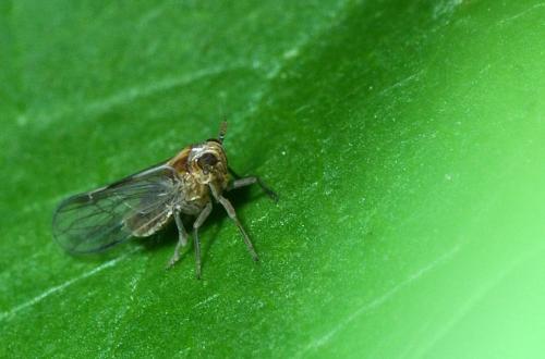 Laodelphax striatellus